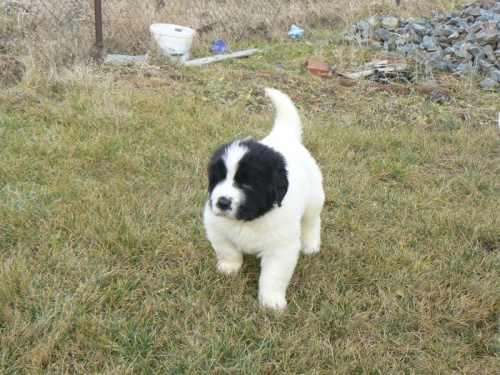 Landseer - �t��ata s PP