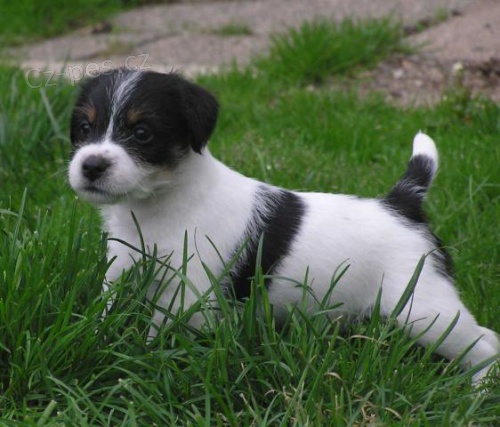 PARSON RUSSELL TERRIER - �t���tka s PP
