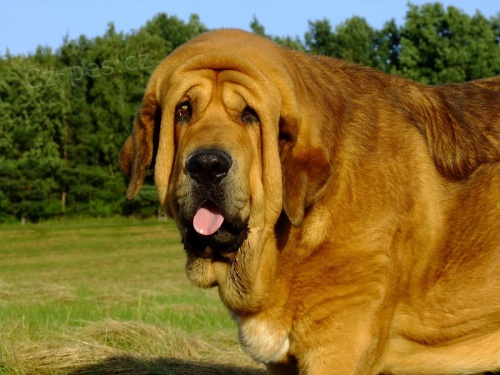 �pan�lsk� mastin