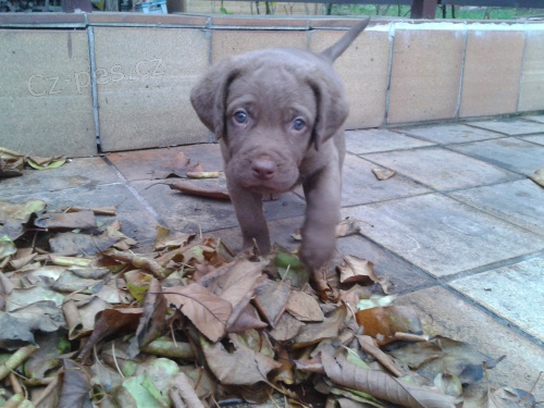 �t��ata chesapeake bay retriever