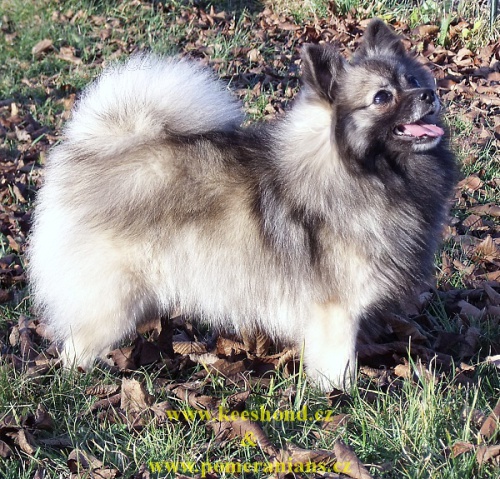 N�meck� �pic mal� �t��ata 