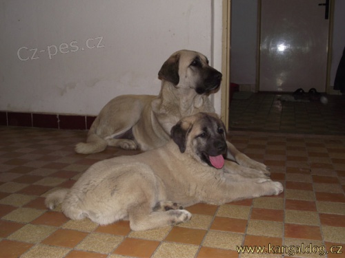 Posledn� voln� �t�n� kangala - fenka k prodeji