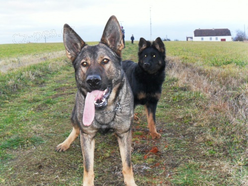 V�cvik a p�ev�chova