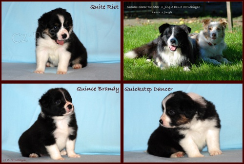 Border kolie - �t��ata s PP -