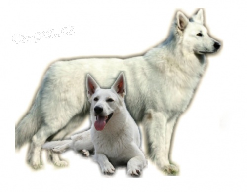 �t���tka b�l� �v�carsk� ov��k s PP