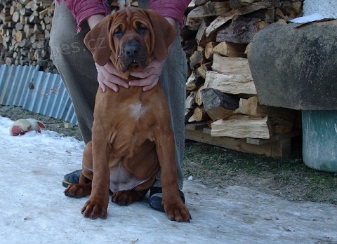 Tosa Inu - �t���tka s PP