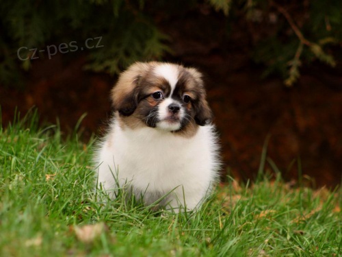 Tibe���ek - 2,5 m�s��n� klu�ina