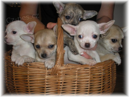 �ivava kr�tkosrst� s PP