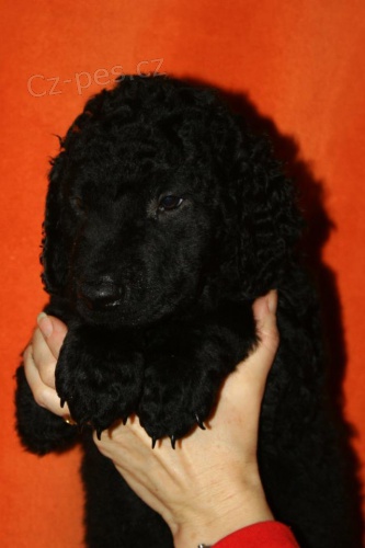 N�dhern�, mil� a vz�cn� plemeno