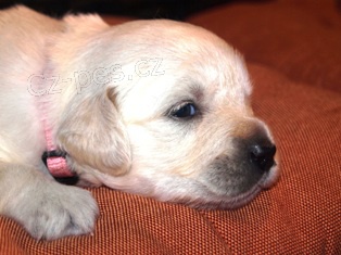 �t���tka zlat�ho retrievera s pp 