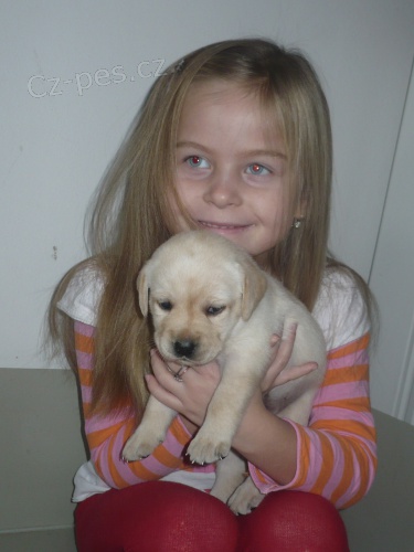 Labradorsk� retr�vr s PP-�lut� ��.-EIC neg.!!