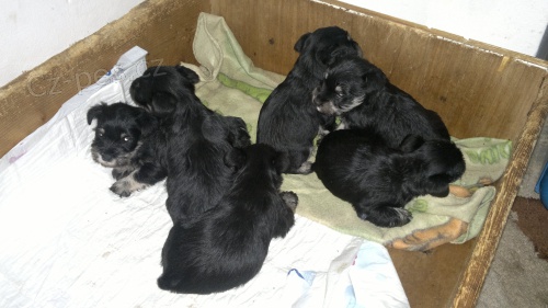 Kn�ra� �ernost��b�it�