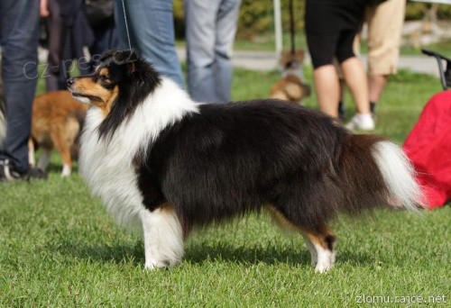  Nab�dka kryt� - sheltie s PP