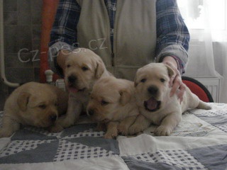Labradorsk� retriever s PP
