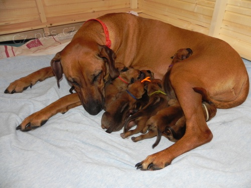 Rhod�sk� Ridgeback s PP
