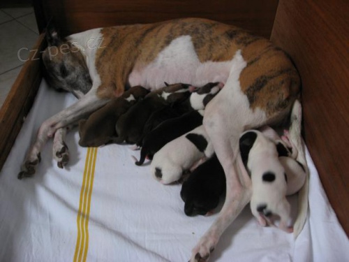 Whippet � �t��ata - prod�m