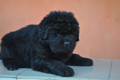 Novofundlandsk� pes