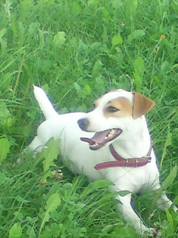 Hled�me prvn� l�sku 