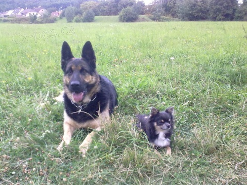 V�cvik i hl�d�n�