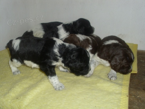 Breta�sk� oha�