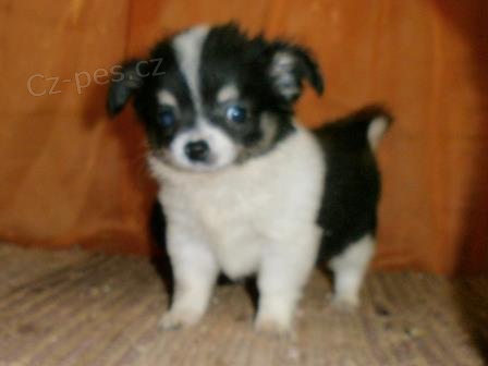 �ivava dlouhosrst� s PP-fenky