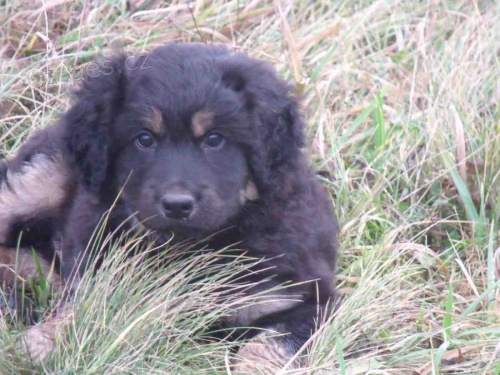 Hovawart �t�n�