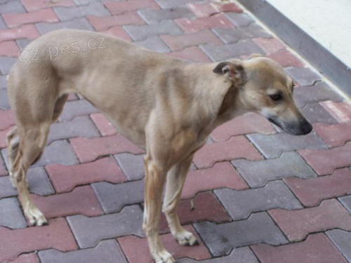 WHIPPET - Hled�me pejska ke kryt�