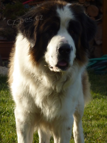 Moskevsk� str�n� pes - �t���tka s PP