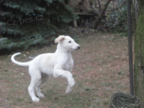 Prekr�sne �teniatka barzoja s PP