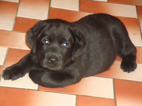 Prod�m Labrador Retriever �t��ata