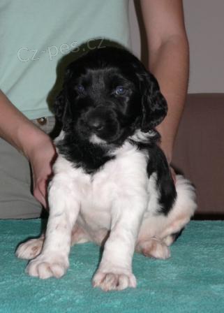 Prod�m �t��ata velk�ho munsterlandsk�ho oha�e