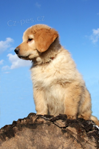 HOVAWART - �t���tka s PP