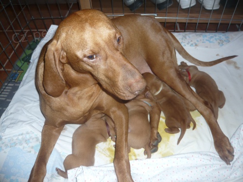 Nab�z�m Ma�arsk� oha�