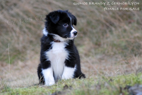 Border kolie - �t��ata s PP -