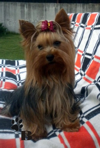 Jork��rsk� teri�r /yorkshire terri�r - kryt�