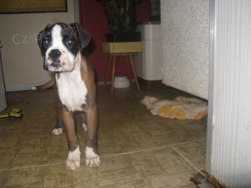 Zlat� fenka s PP k odb�ru