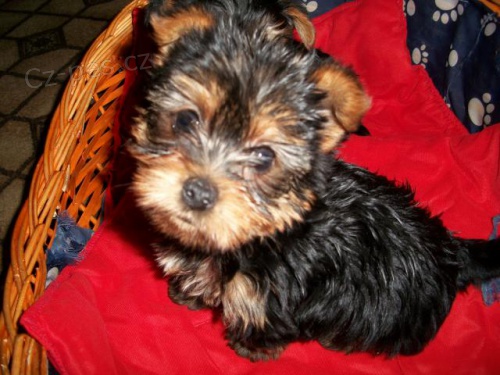 York��rsk� teri�r