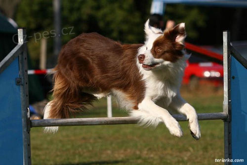 V�cvik �t���tek a ps� + agility