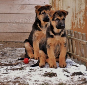 N�meck� ov��k s PP �t���tka