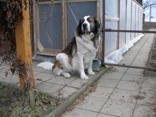 Anya-moskevsk� str�n� pes