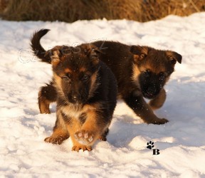 N�meck� ov��k - �t��ata s PP