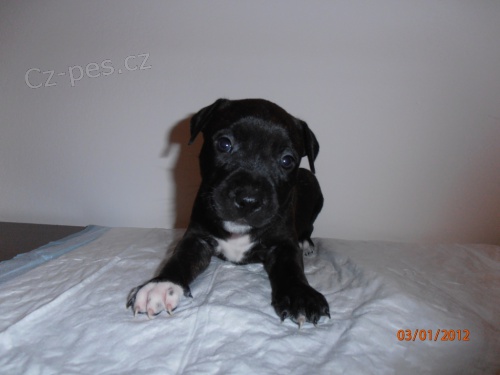 �t���tka Americk�ho staford��rsk�ho teri�ra