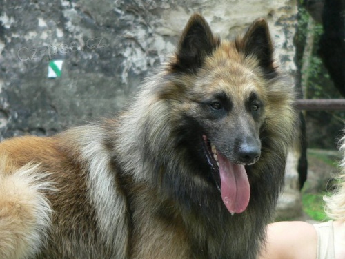 Chovn� pes - belgick� ov��k 