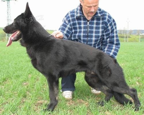 N�meck� ov��k s PP z�znam na �t�nata