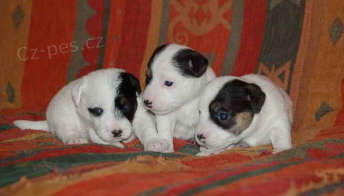 Parson Russell teri�r