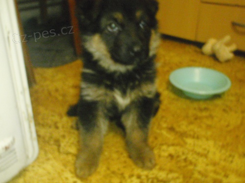 prodej n�meckyy ov�ak