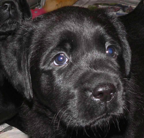 Labrador Retriever s PP (�t�n�)