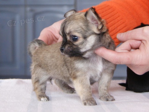 �ivava s PP - TOP kvalita  