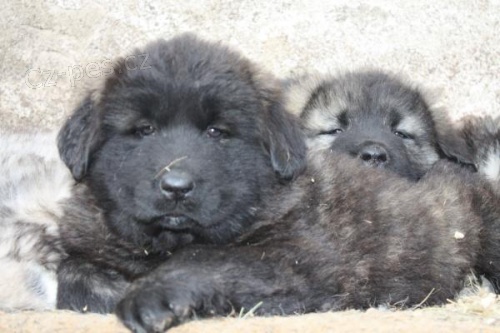 Kavkazsk� pasteveck� pes s PP