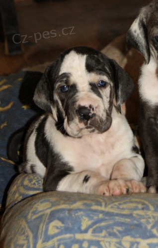 N�meck� doga s PP